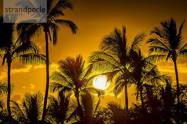 Die Sonne geht durch silhouettierte Palmen unter; Wailea  Maui  Hawaii  Vereinigte Staaten von Amerika