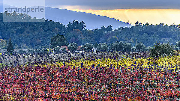 Buntes  herbstlich gefärbtes Laub auf Feldern im Douro-Tal; Peso da Regua  Vila Real  Portugal