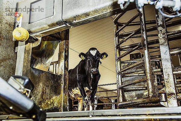 Holstein-Kuh  die aus einem Melkstand herausschaut und darauf wartet  mit einer automatischen Melkanlage in einem Roboter-Milchviehbetrieb gemolken zu werden  nördlich von Edmonton; Alberta  Kanada