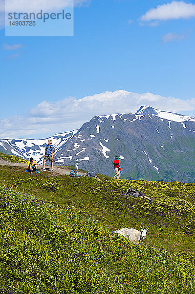 Touristen beobachten an einem Aussichtspunkt auf dem Harding Icefield Trail im Kenai Fjords National Park eine Gruppe von Bergziegen (Oreamnos americanus) an einem sonnigen Sommertag in Süd-Zentral-Alaska; Alaska  Vereinigte Staaten von Amerika