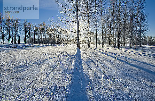 Lange Schatten von Bäumen auf dem Schnee  Birds Hill Provincial Park im Winter; Manitoba  Kanada