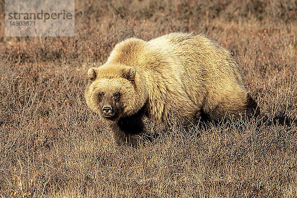 Grizzlybär (Ursus arctos)  der im braunen Gras spazieren geht und in die Kamera schaut  Denali National Park and Preserve  Inneres Alaska; Alaska  Vereinigte Staaten von Amerika