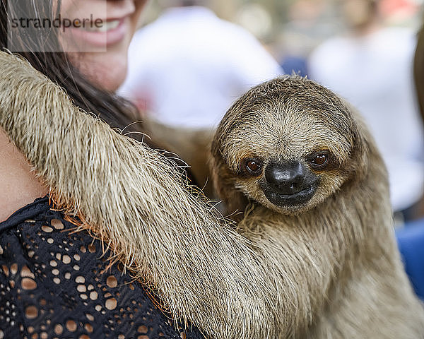 Eine Frau hält ein Faultier  das in die Kamera schaut  French Cay  Sloth Sanctuary; Roatan  Bay Islands Department  Honduras