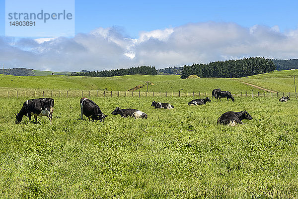 Grüne Grasfelder mit Kühen im Frühling  in der Nähe von Kaka Point; Südinsel  Neuseeland