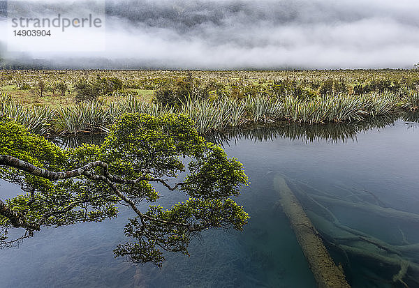 Ein entfernter Nebel  ein grüner Ast und ein toter Baum unter dem Wasser des Mirror Lake  Milford Sound; Südinsel  Neuseeland