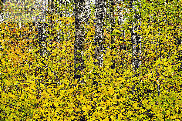 Herbst  Laubwald  Riding Mountain National Park; Manitoba  Kanada