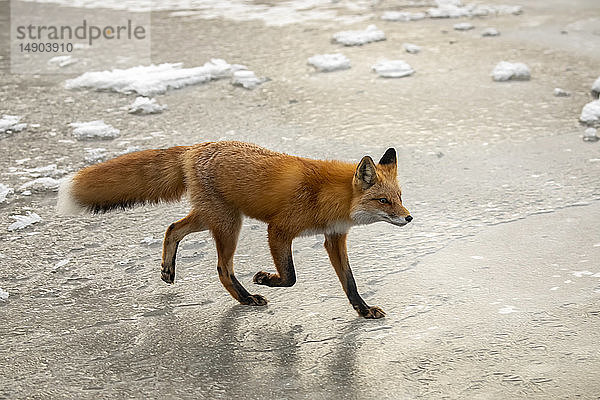 Rotfuchs (Vulpes vulpes) läuft über den zugefrorenen Campbell Creek  Süd-Zentral-Alaska; Alaska  Vereinigte Staaten von Amerika