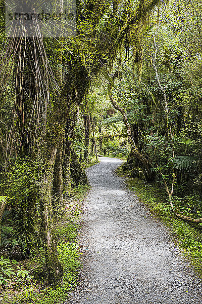 Üppiges Blattwerk entlang eines Weges am Roaring Billy Falls Walk  Mount Aspiring National Park; Südinsel  Neuseeland