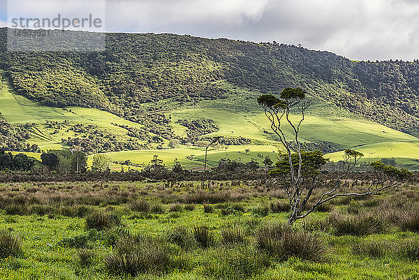Üppig grüne Felder und Wälder im Frühling in der Nähe der Stadt Owaka; Südinsel  Neuseeland