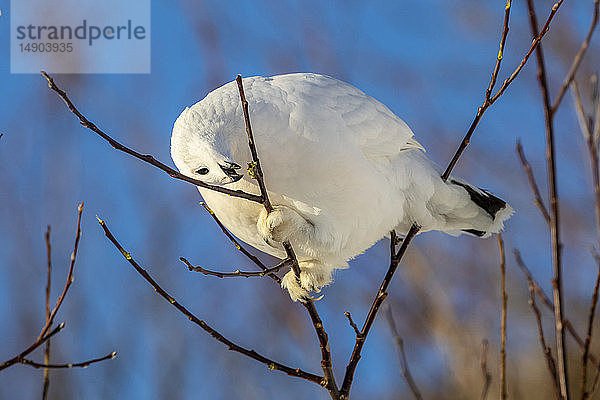 Moorschneehuhn (Lagopus lagopus) beim Fressen von Knospen in einem Baum mit weißem Wintergefieder  Süd-Zentral-Alaska; Anchorage  Alaska  Vereinigte Staaten von Amerika