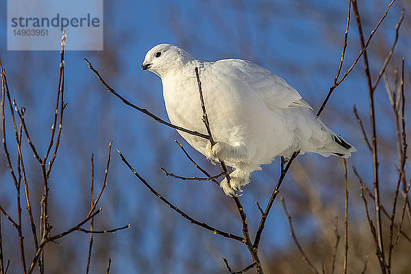 Moorschneehuhn (Lagopus lagopus) mit weißem Wintergefieder in einem Baum sitzend  Süd-Zentral-Alaska; Anchorage  Alaska  Vereinigte Staaten von Amerika