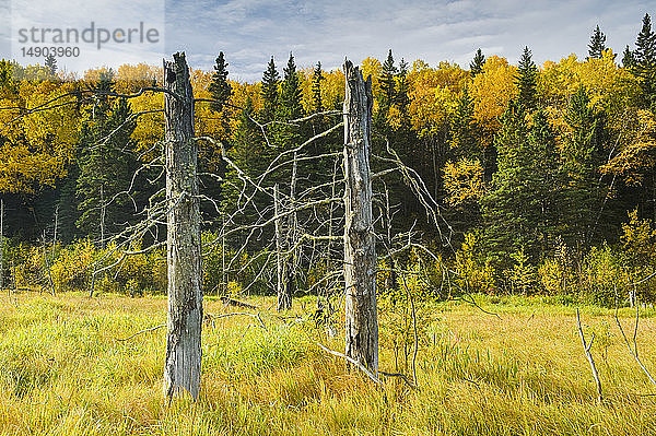 Moor am Rande eines Laubwaldes in Herbstfarben  Riding Mountain National Park; Manitoba  Kanada