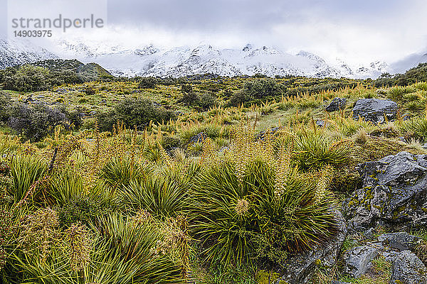 Schneebedeckte Berge und Frühlingsvegetation entlang des Hooker Valley Track  Mount Cook National Park; Südinsel  Neuseeland