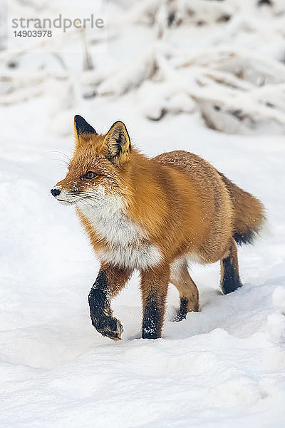 Rotfuchs (Vulpes vulpes) beim Spaziergang im Schnee im Gebiet Campbell Creek  Süd-Zentral-Alaska; Alaska  Vereinigte Staaten von Amerika