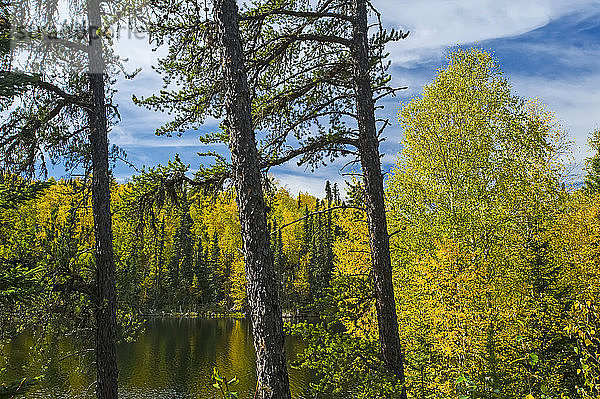 Herbstfarbenes Laub an den Bäumen rund um den Dickens Lake; Saskatchewan  Kanada