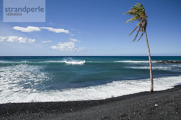 Einsame Palme am Rande eines schwarzen Sandstrandes  Pueo Bay  Nord-Kona-Küste; Kailua-Kona  Insel Hawaii  Hawaii  Vereinigte Staaten von Amerika