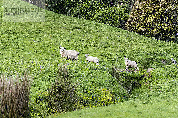 Neugierige Schafe auf einer grünen Weide am Papatowai Highway; Südinsel  Neuseeland