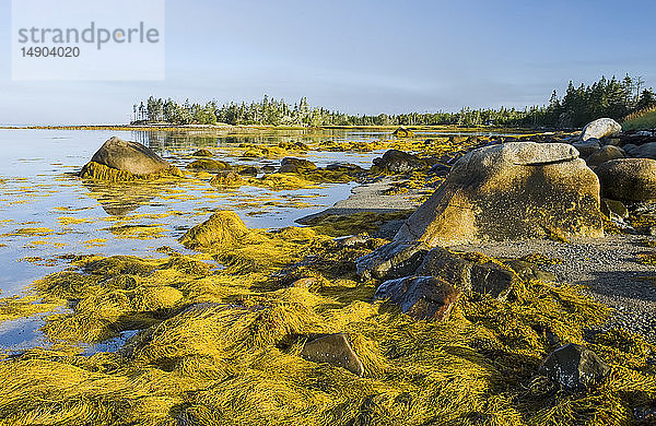Steinkraut an der Atlantikküste bei Ebbe  Bay of Fundy; Blanche  Nova Scotia  Kanada