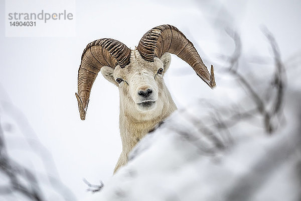 Dallschaf-Widder (Ovis dalli) streift umher und frisst im Windy Point-Gebiet nahe dem Seward Highway während der verschneiten Wintermonate  mit Turnagain Arm im Hintergrund; Alaska  Vereinigte Staaten von Amerika