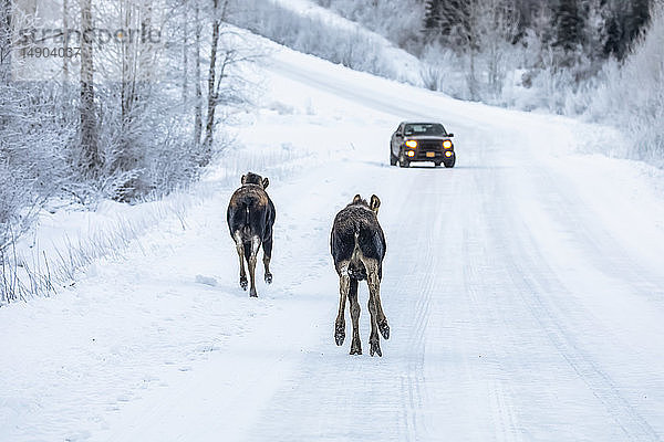 Eine Elchkuh (Alces alces) und ihr Kalb trotten im Winter auf der verschneiten Arctic Valley Road in Richtung eines Fahrzeugs  das sie ohne Bedenken passieren; Alaska  Vereinigte Staaten von Amerika