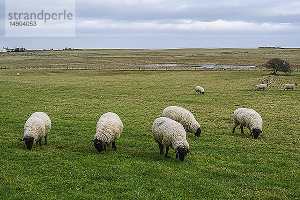 Schwarzgesichtige Schafe fressen Gras auf einem Feld; Holy Island  Northumberland  England