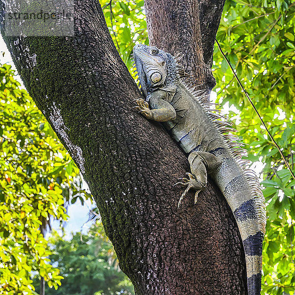 Auf einen Baum kletternder Leguan auf einer Leguanfarm  French Harbour; Roatan  Bay Islands Department  Honduras