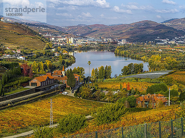 Herbstfarbenes Laub am Douro-Fluss  Douro-Tal; Portugal