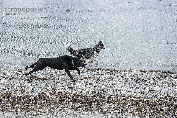 Zwei Hunde laufen am Strand entlang; Queenstown  Südinsel  Neuseeland