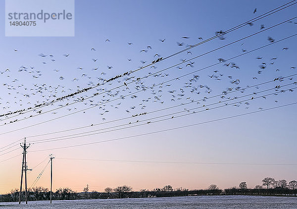 Krähen und Saatkrähen  die sich auf Stromleitungen versammeln  bevor sie sich für die Nacht in ihren Nestern niederlassen; Vereinigtes Königreich