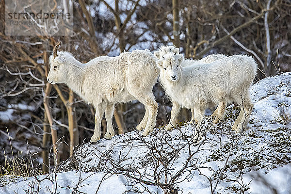 Dallschaf (Ovis dalli)  Mutterschaf und Lämmer in der Gegend von Windy Point außerhalb von Anchorage in der Nähe von MP 107 des Seward Highway  einem häufigen Ort  an dem man Schafe entlang des Highways sehen kann; Alaska  Vereinigte Staaten von Amerika