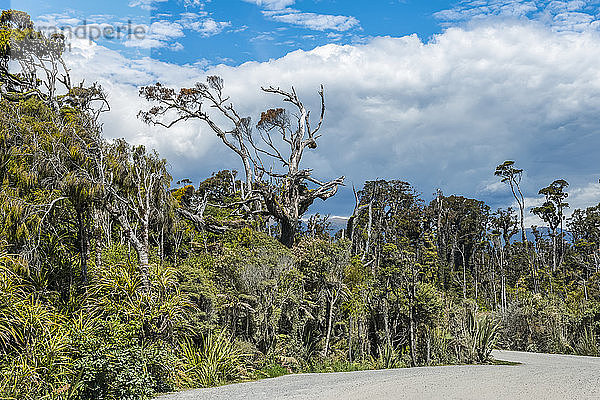 Alte tote Bäume und grüner Dschungel am Ship Creek an der Westküste; Südinsel  Neuseeland