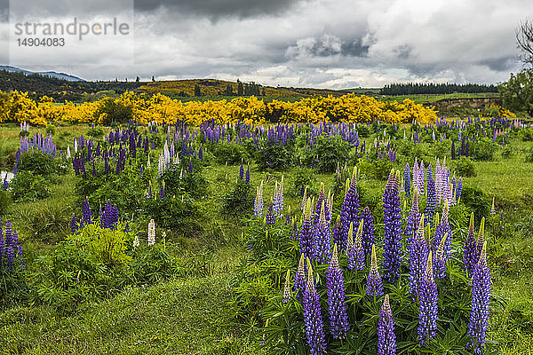 Buntes grünes Weideland mit blauen Lupinen im Eglinton River Valley; Südinsel  Neuseeland