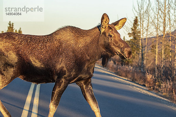 Eine Elchkuh (Alces laces) überquert im Herbst die Parkstraße im Denali National Park and Preserve; Alaska  Vereinigte Staaten von Amerika