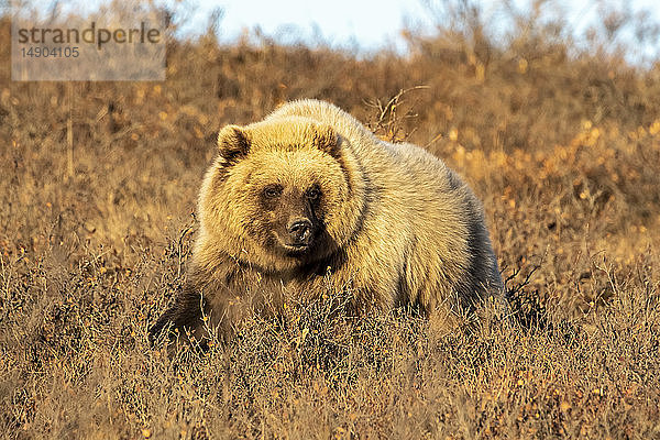 Grizzlybär (Ursus arctos)  der im braunen Gras spazieren geht und in die Kamera schaut  Denali National Park and Preserve  Inneres Alaska; Alaska  Vereinigte Staaten von Amerika