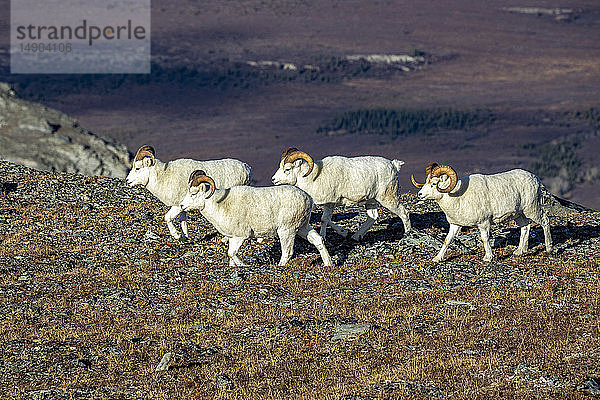 Dallschaf-Widder (Ovis dalli) wandern im Herbst über einen Bergrücken im Hochland des Denali National Park and Preserve im Inneren Alaskas. Schafböcke sind in dieser Zeit vor der Brunft oft in Gruppen unterwegs; Alaska  Vereinigte Staaten von Amerika