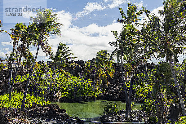 Brackwasserteich und Kokospalmen (Cocos nucifera)  North Kona; Kailua-Kona  Insel Hawaii  Hawaii  Vereinigte Staaten von Amerika
