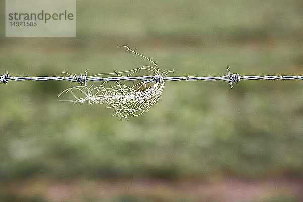 Nahaufnahme einer Tierhaarsträhne in einem Stacheldrahtzaun auf einem Bauernhof.