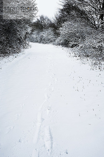 Hochwinkelaufnahme von Tierspuren im Schnee auf einer Landstraße.