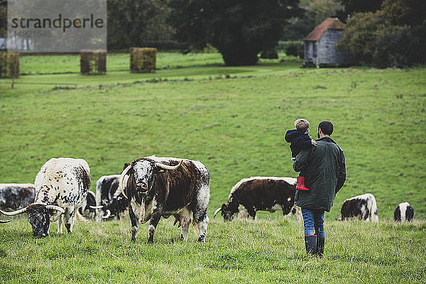 Mann  der einen kleinen Jungen trägt  der auf einer Weide steht  mit englischen Longhorn-Kühen im Hintergrund.