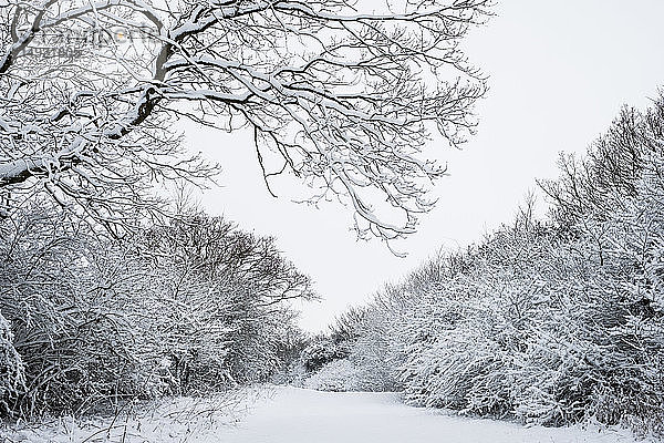 Blick entlang einer von schneebedeckten Bäumen gesäumten Landstraße.