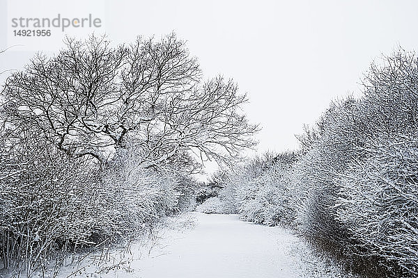 Blick entlang einer von schneebedeckten Bäumen gesäumten Landstraße.