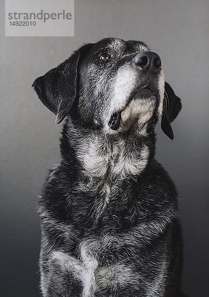 Ein Mischlingshund mit schwarzem Fell  ein Therapiehund  eine Mischrasse aus Großem Pyrenäengebirgshund und Anatolischem Schäferhund.