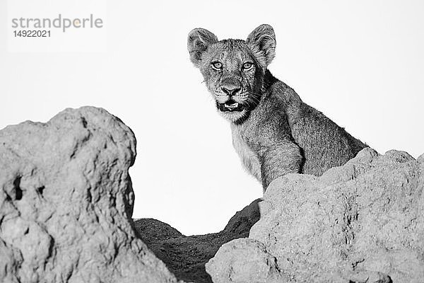 Ein Löwenjunges  Panther leo  sitzt auf einem Termitenhügel  direkter Blick  offenes Maul  in schwarz-weiß