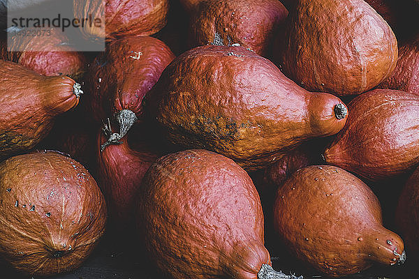 Hochwinkel-Nahaufnahme von frisch geernteten orangefarbenen Hubbard-Kürbissen.