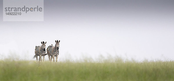 Zwei Zebras  Equus quagga  gehen im grünen Gras mit klarem Horizont