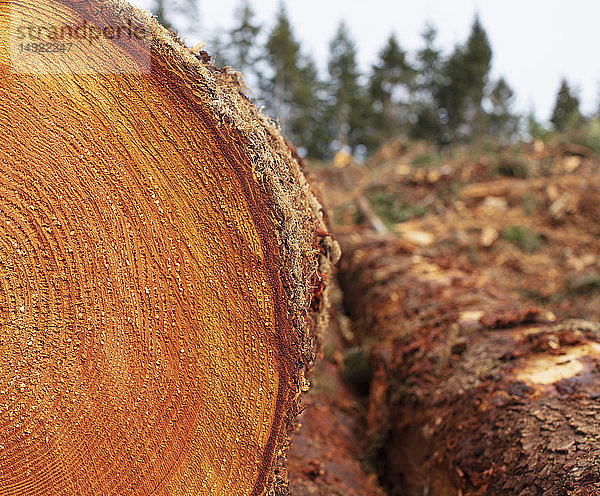 Gesägte Enden von Holzstämmen  geschnittenes Holz  mit Holzmaserungsmuster.