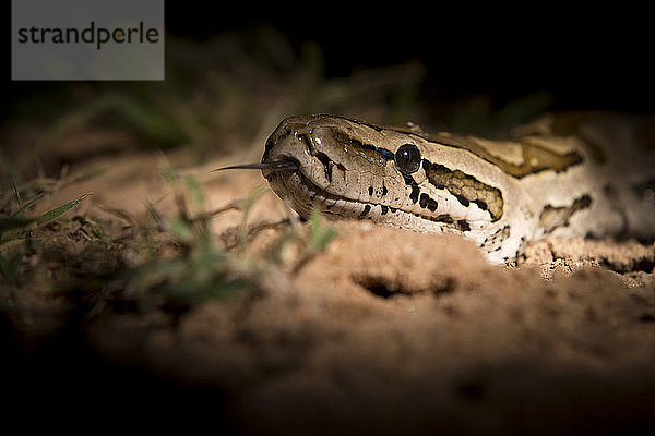 Der Kopf einer afrikanischen Python  Python sebae  vom Scheinwerfer beleuchtet  Zunge herausgestreckt