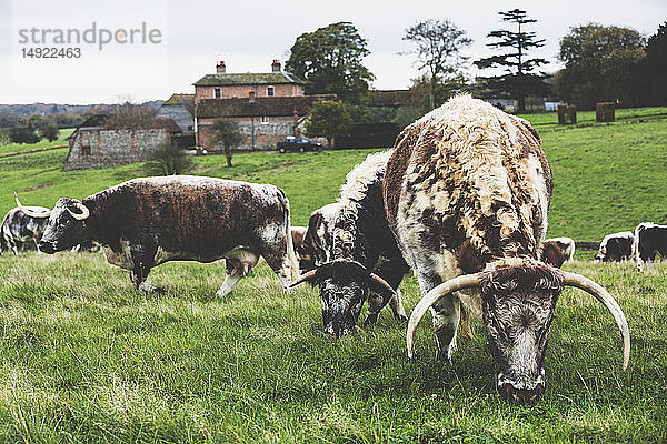 Herde von englischen Longhorn-Kühen  die auf einer Weide grasen.