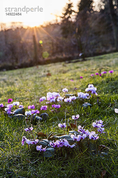 Ein Garten im Winter  Nahaufnahme der im Gras blühenden Alpenveilchen.