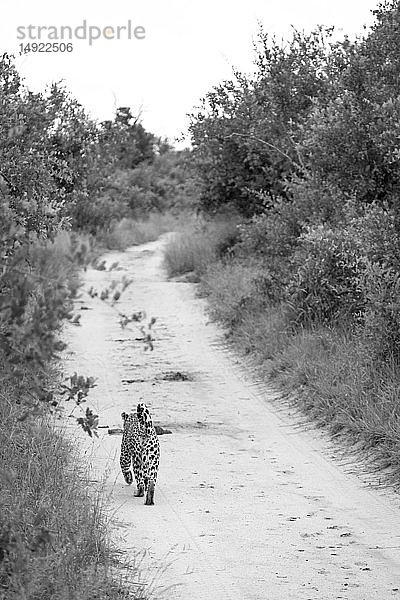 Ein Leopard  Panthera pardus  läuft auf einem Feldweg davon  Büsche auf beiden Seiten  Schwarzweißbild